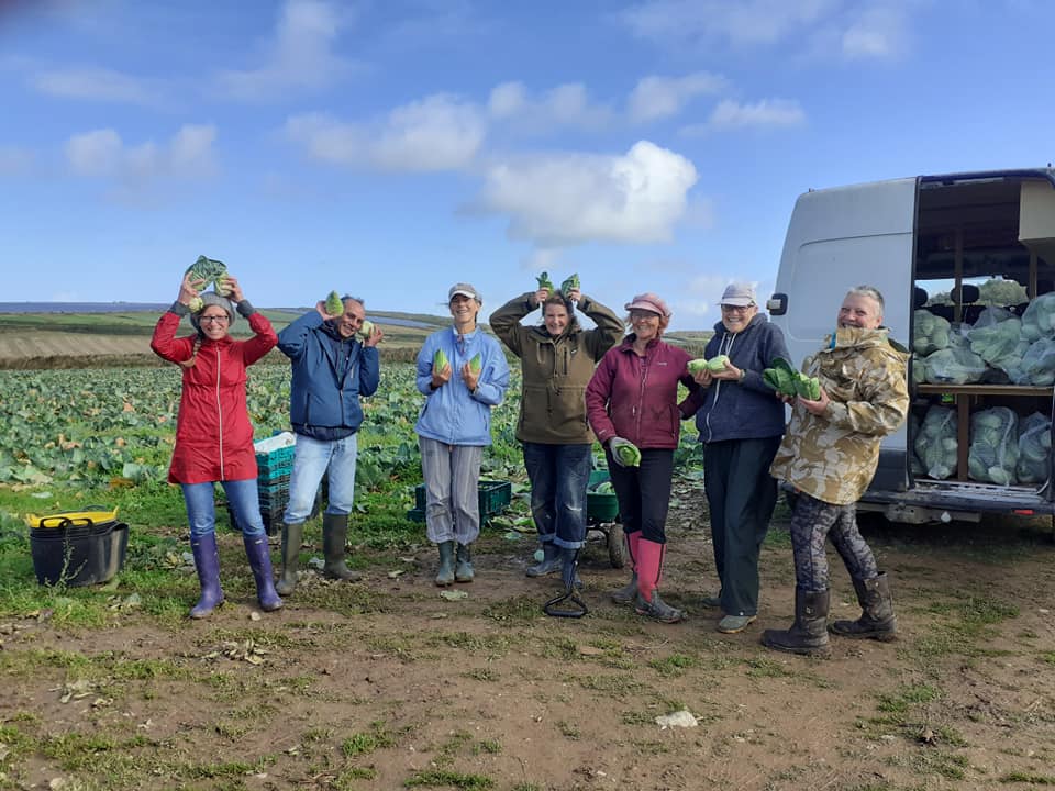 Volunteers harvesting vegetables